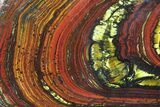 Polished Tiger Iron Stromatolite - ( Billion Years) #75820-1